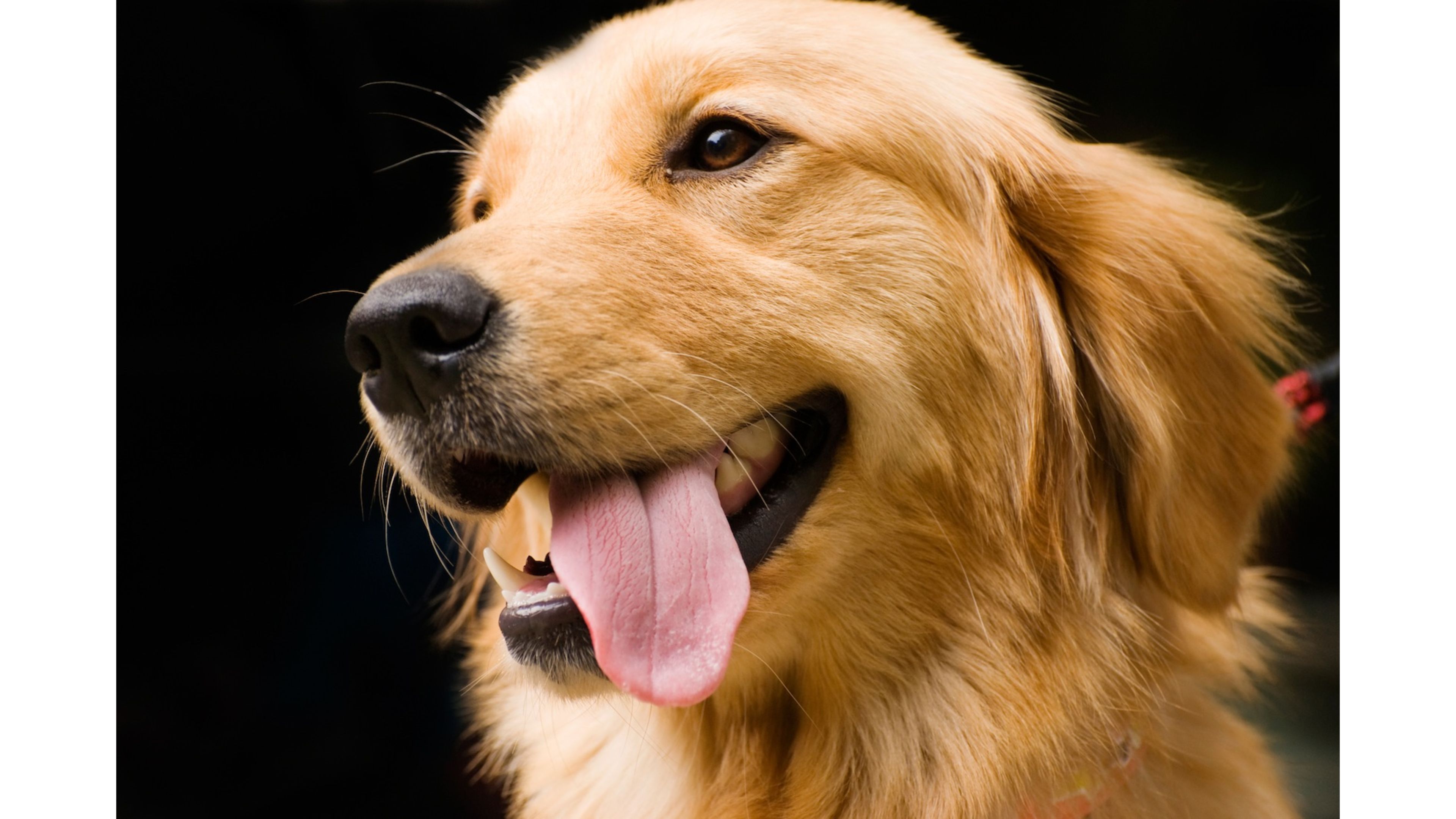 Free Download Wallpaper Golden Retriever 3840x2160 For Your