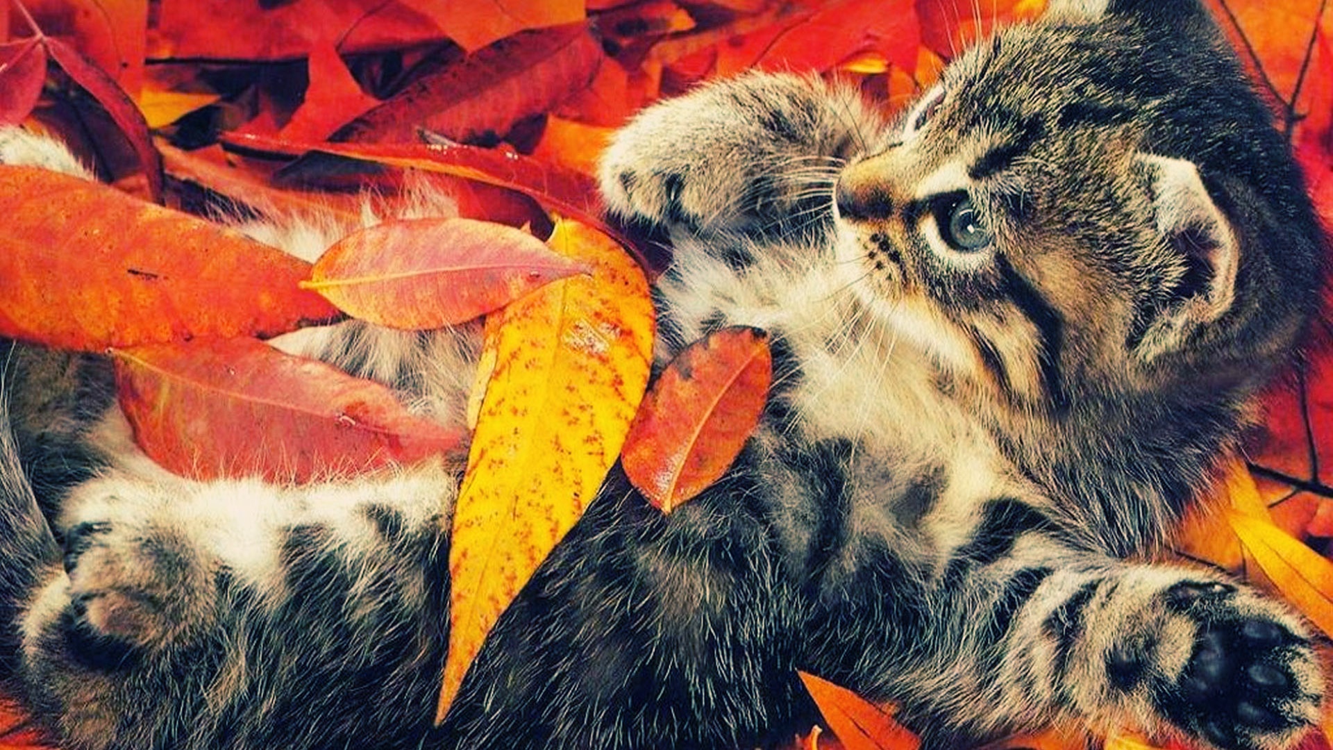 Autumn Wallpaper Life Animal Background