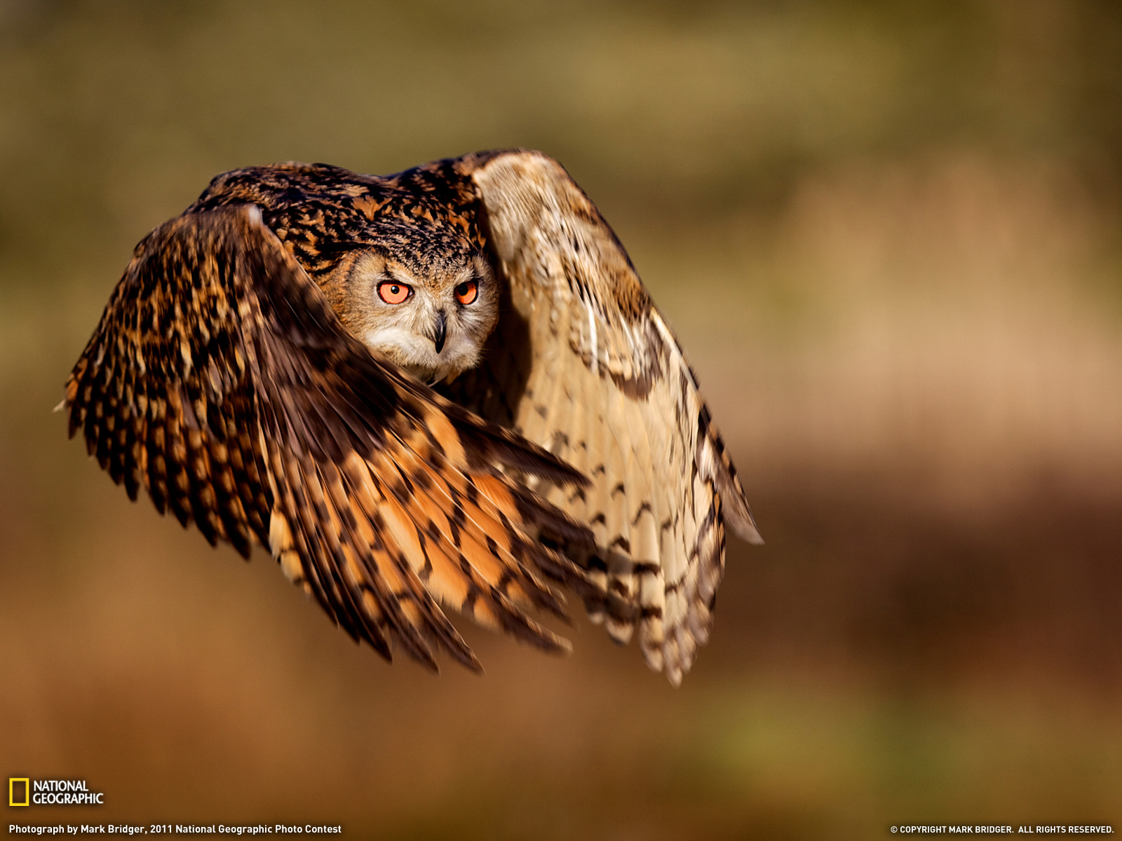 Eagle Owl Picture Bird Wallpaper National Geographic Photo Of