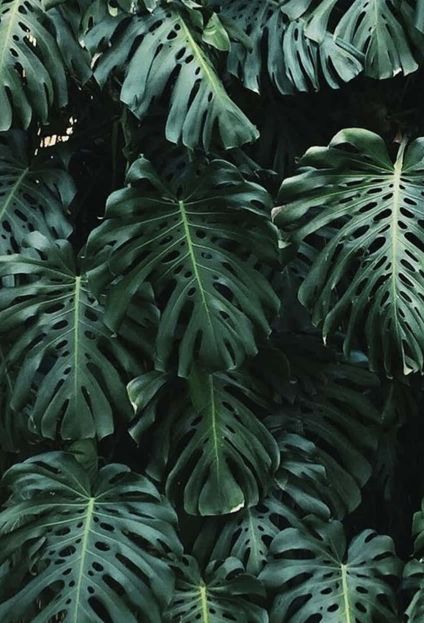 Aesthetic Palm Leaves Close Wallpaper