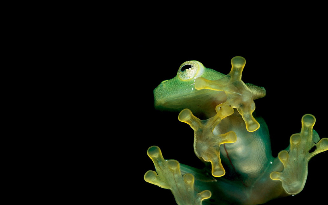 Nature Frogs Amphibians Animal Wallpaper Gold