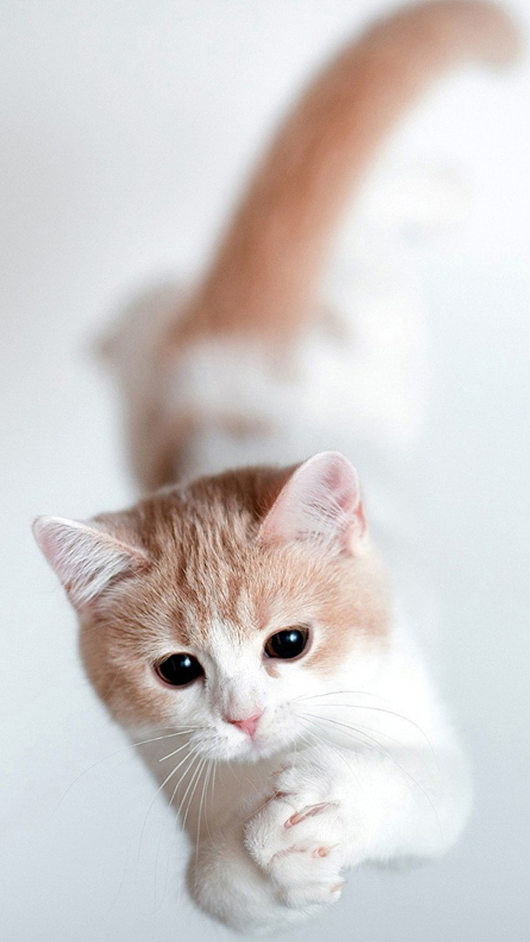 Cute Cat Galaxy S5 Wallpaper HD