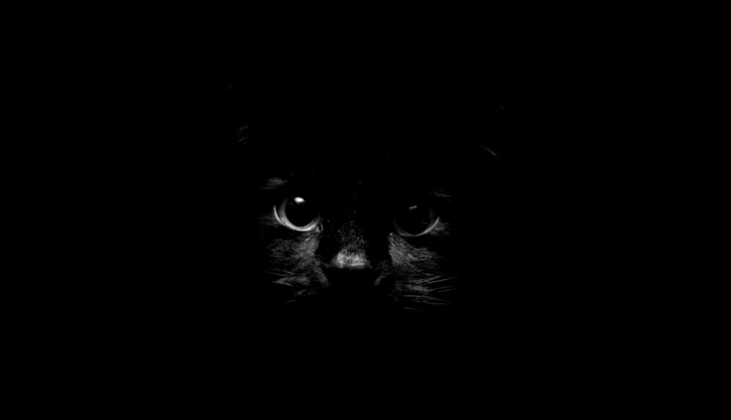 Black Cat Wallpaper Wide Desktop Gallery