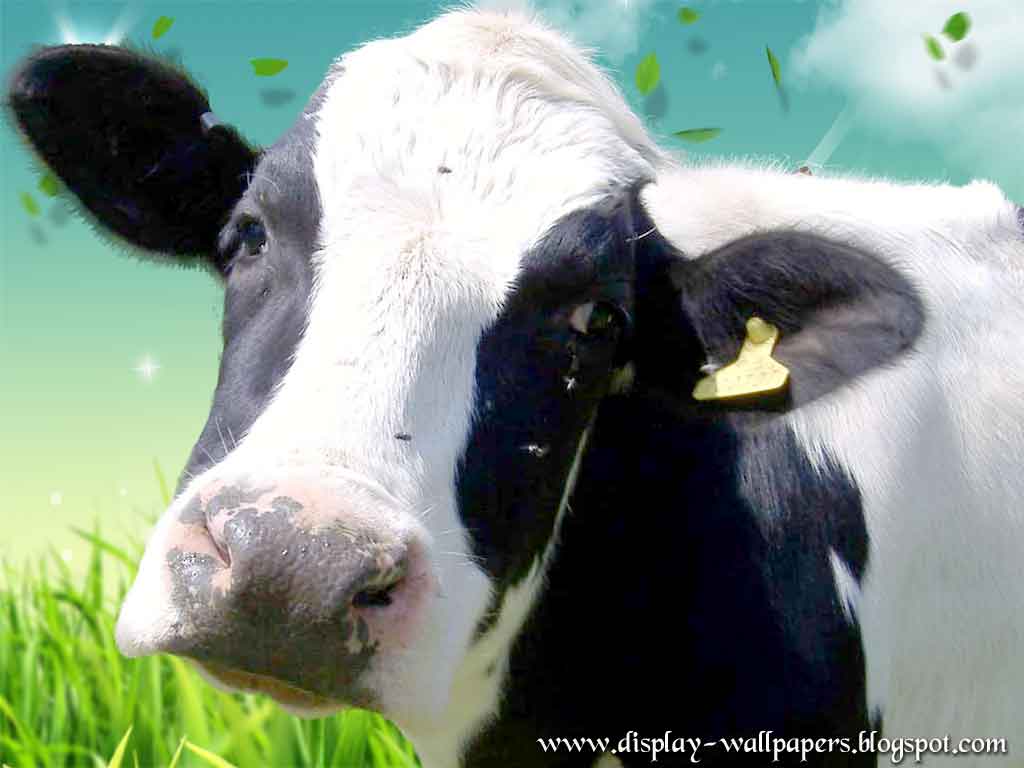 Wallpaper Cow