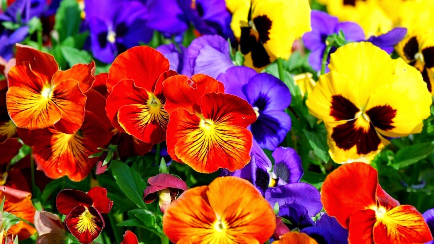 [62+] Colorful Flower Background on WallpaperSafari
