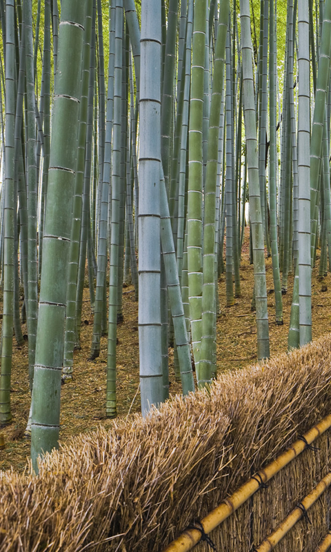Bamboo HD Live Wallpaper For Android
