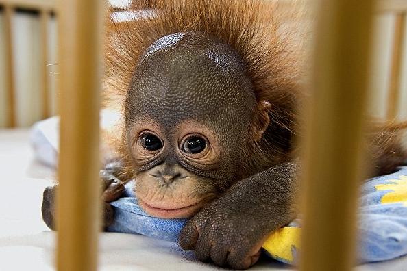 Cute Orangutan In Photos Pictures Funny And Animals
