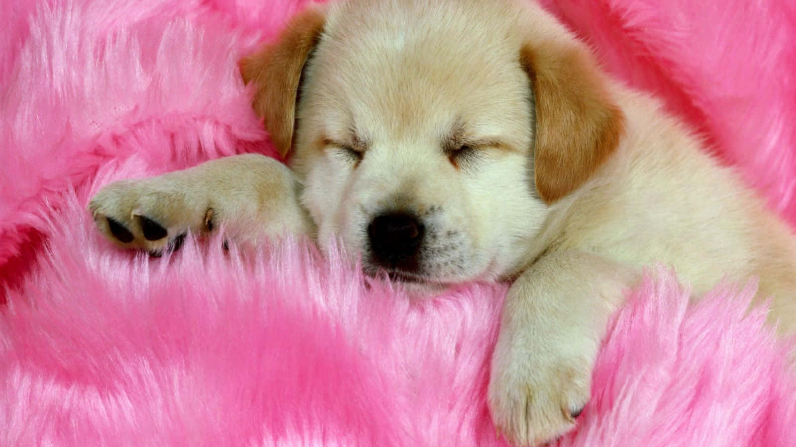 Dog Aesthetic Wallpaper