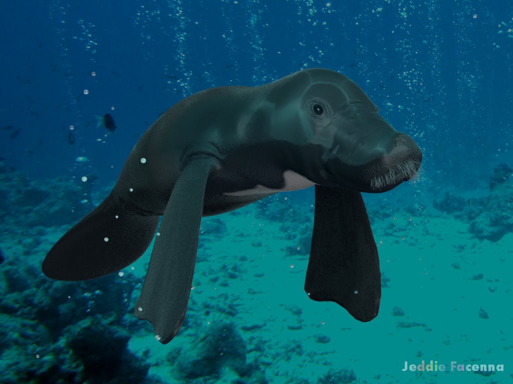 Wallpaper Manatee Background