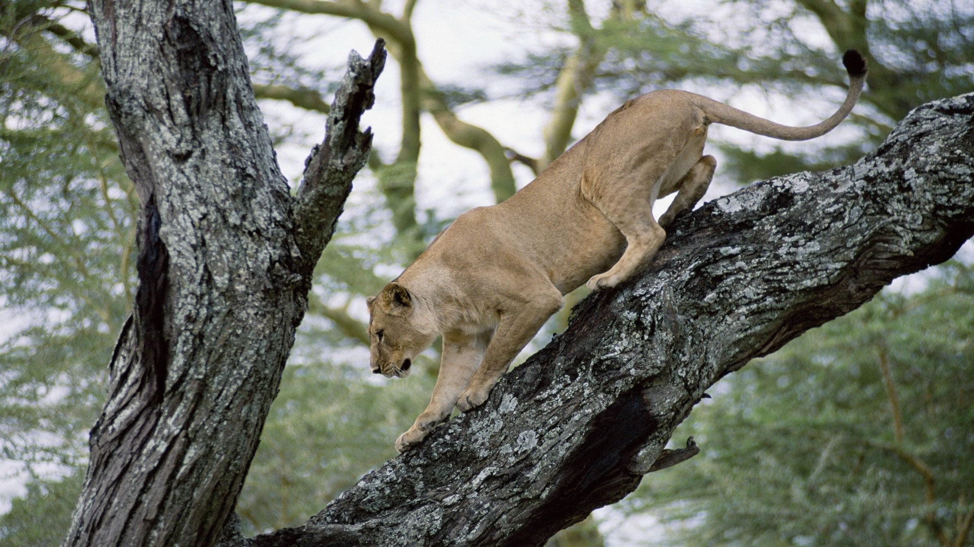 Wallpaper Lion Lioness Tree Crawl HD Background Cub