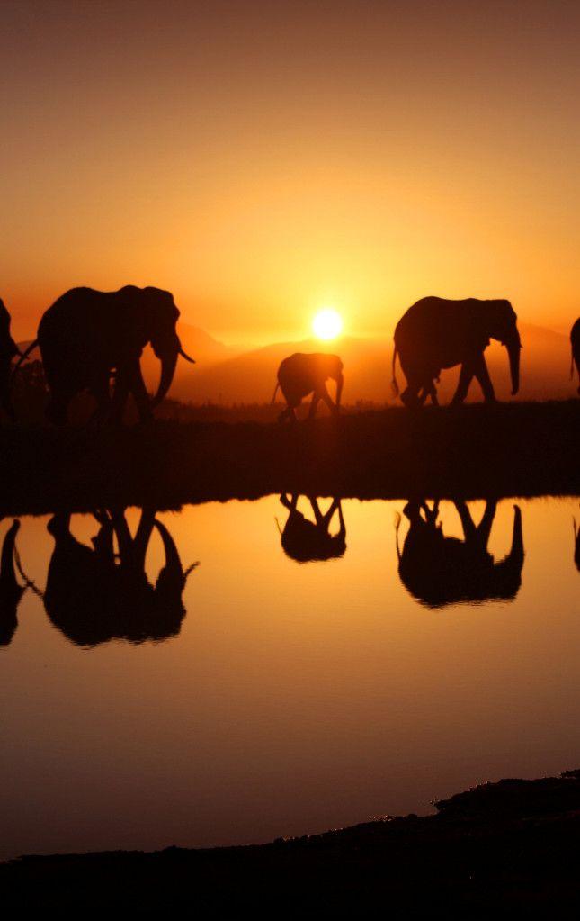 Most Stunning Sunset Photos Corel Discovery Center Elephant