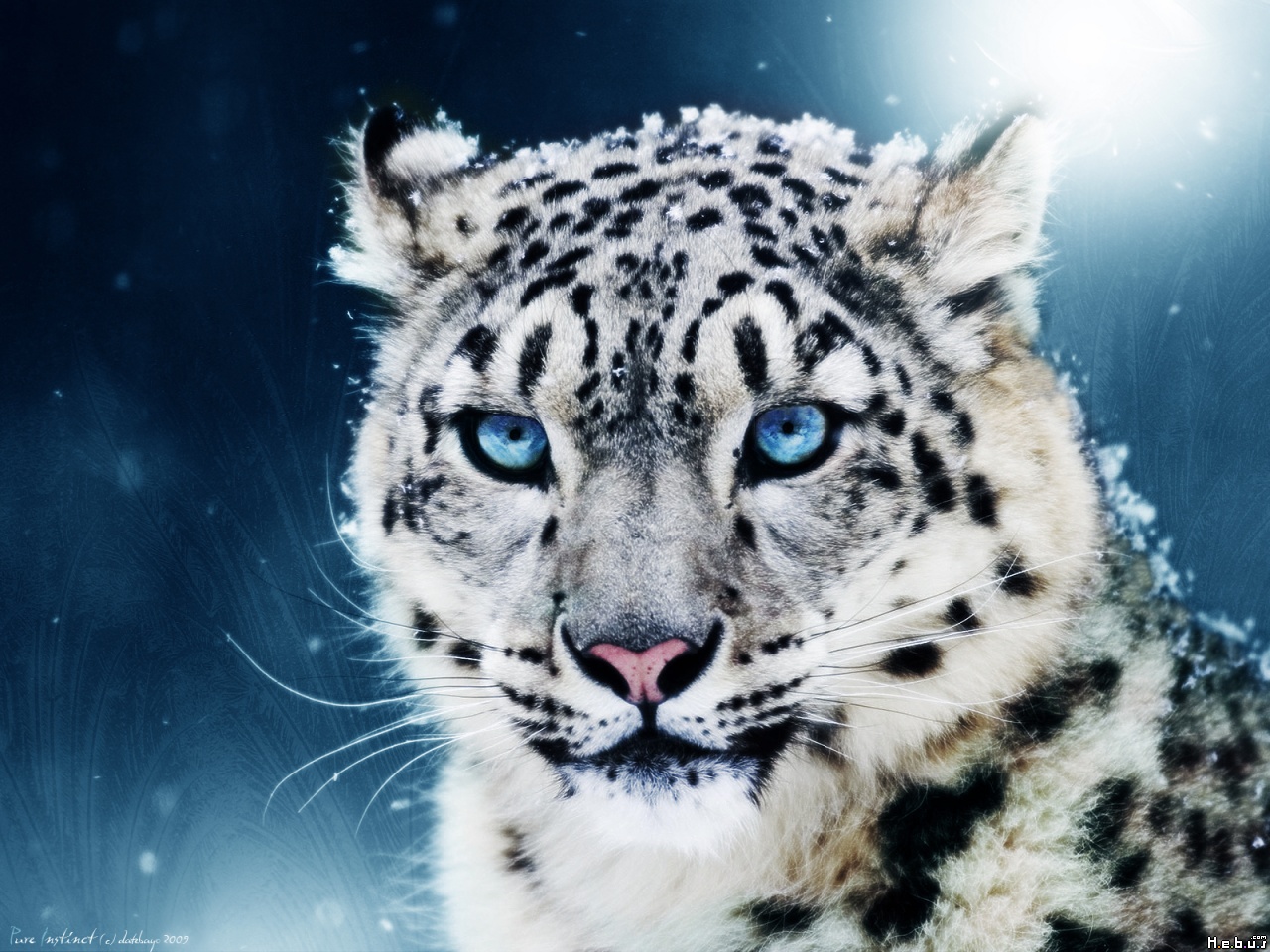 TIGER WALLPAPERS Blue White Tiger Wallpaper