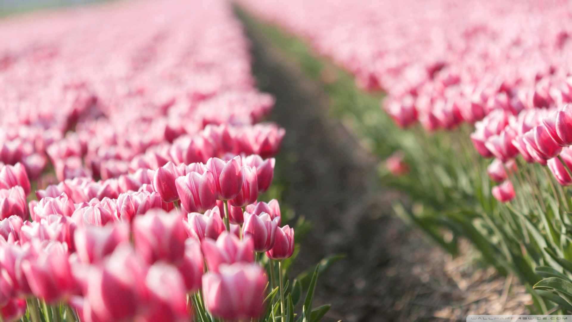 Pink Tulip Field Wallpaper