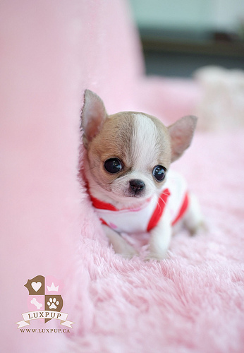 Teacup Chihuahua Photo Sharing