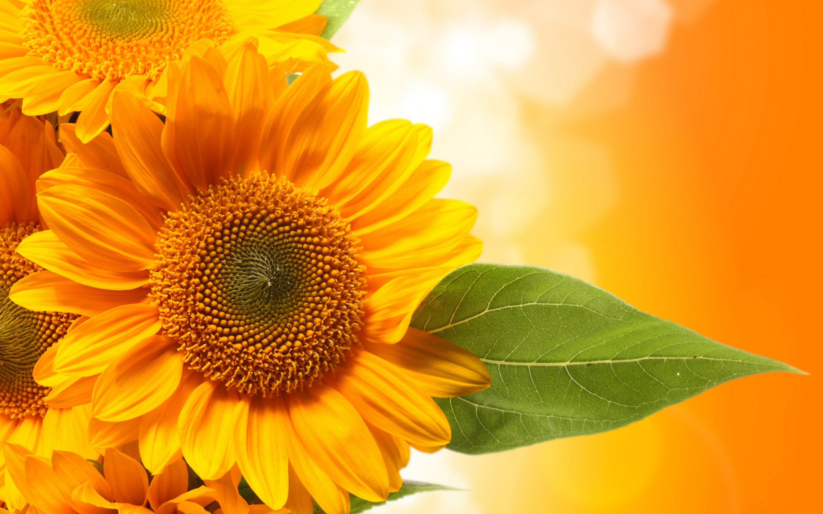 Sunflower Puter Wallpaper Desktop Background Id