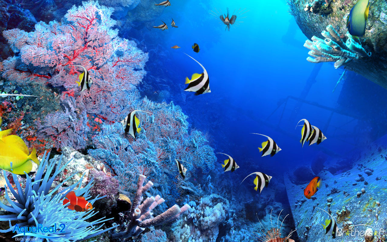  48 Animated Fish Aquarium  Desktop Wallpapers  on 