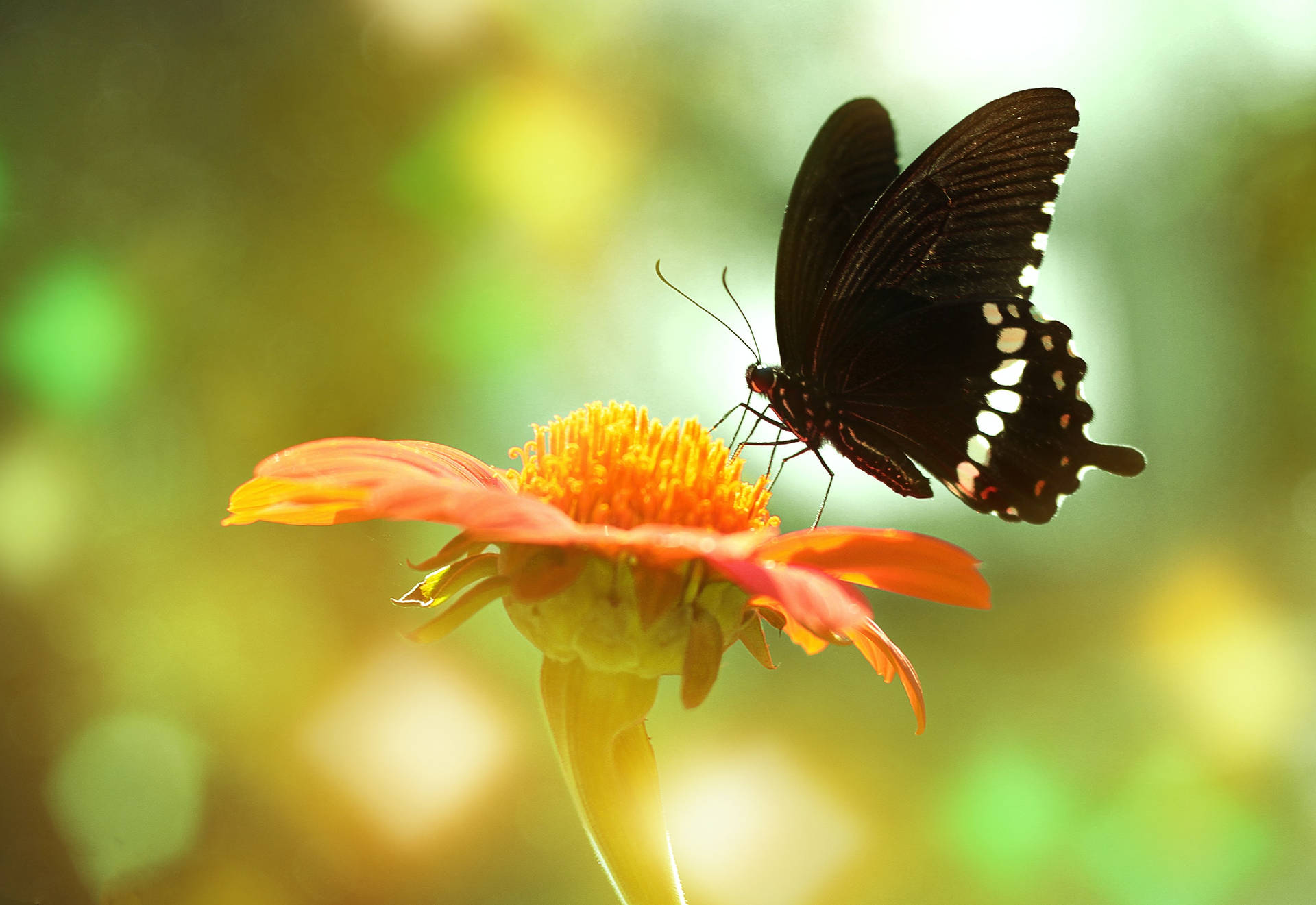 Common Mormon Butterfly On Flower 3nyfy3xm7k4ixamw Wallpaper