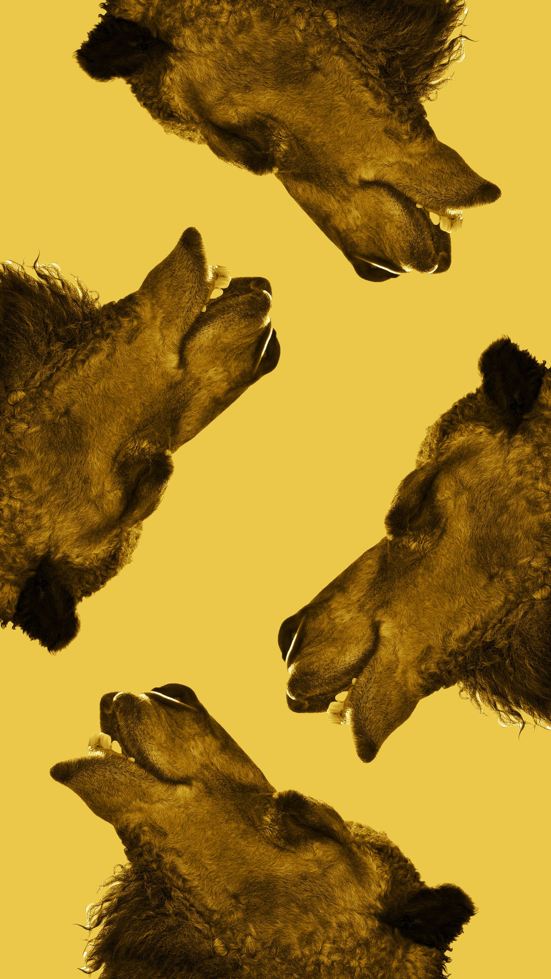 Ugly Picture Wallpaper