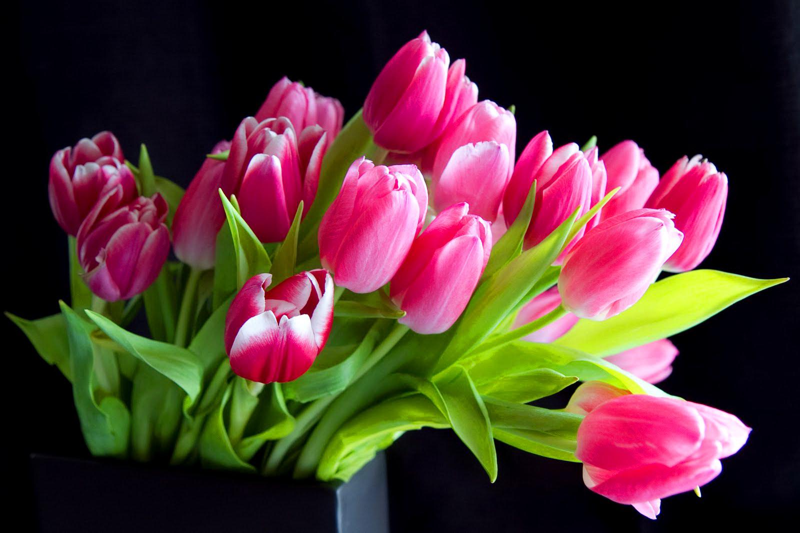 Pink Tulips Wallpaper HD Desktopinhq