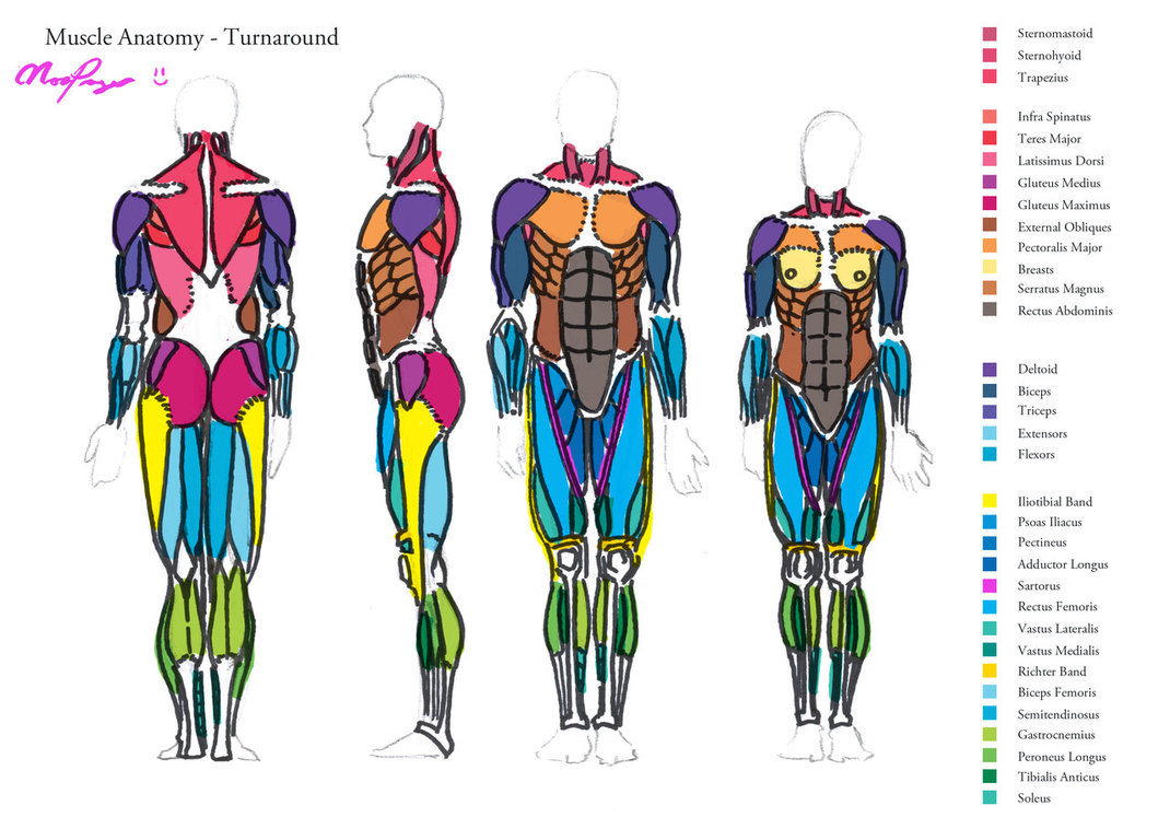 Free download Muscle Anatomy Turnaround by HeartGear [1070x747] for