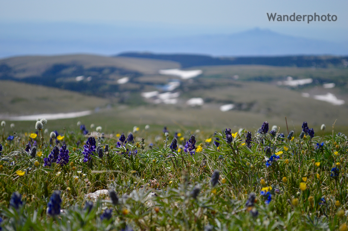 Alpine Wildflowers With The Beartooth Mountains In Background