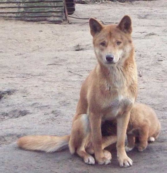 Dingo Pictures Wallpaper Of