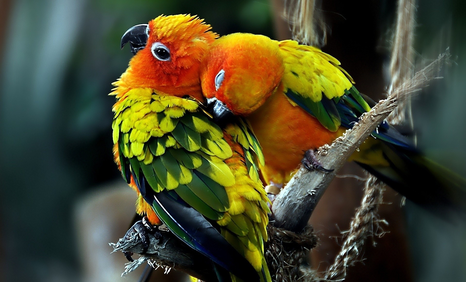Beautiful Parrots birds HD Wallpaper 1920x1162