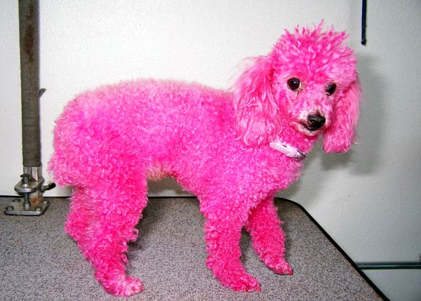 Pink Poodle Dogs