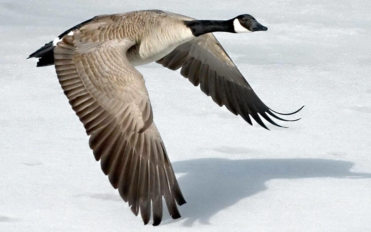 Goose Wallpaper HD