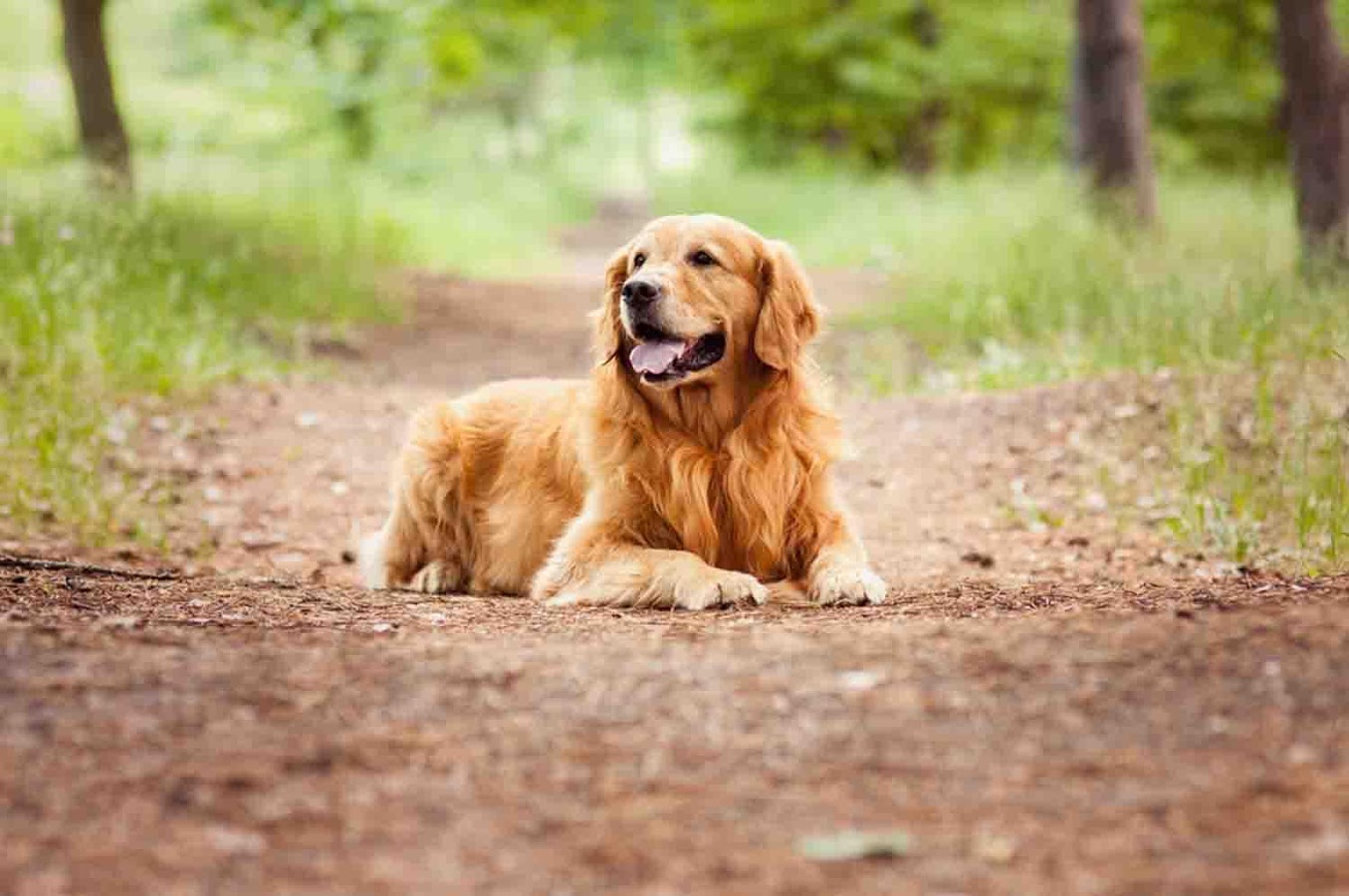 Golden Retriever Wallpaper Android Apps On Google Play