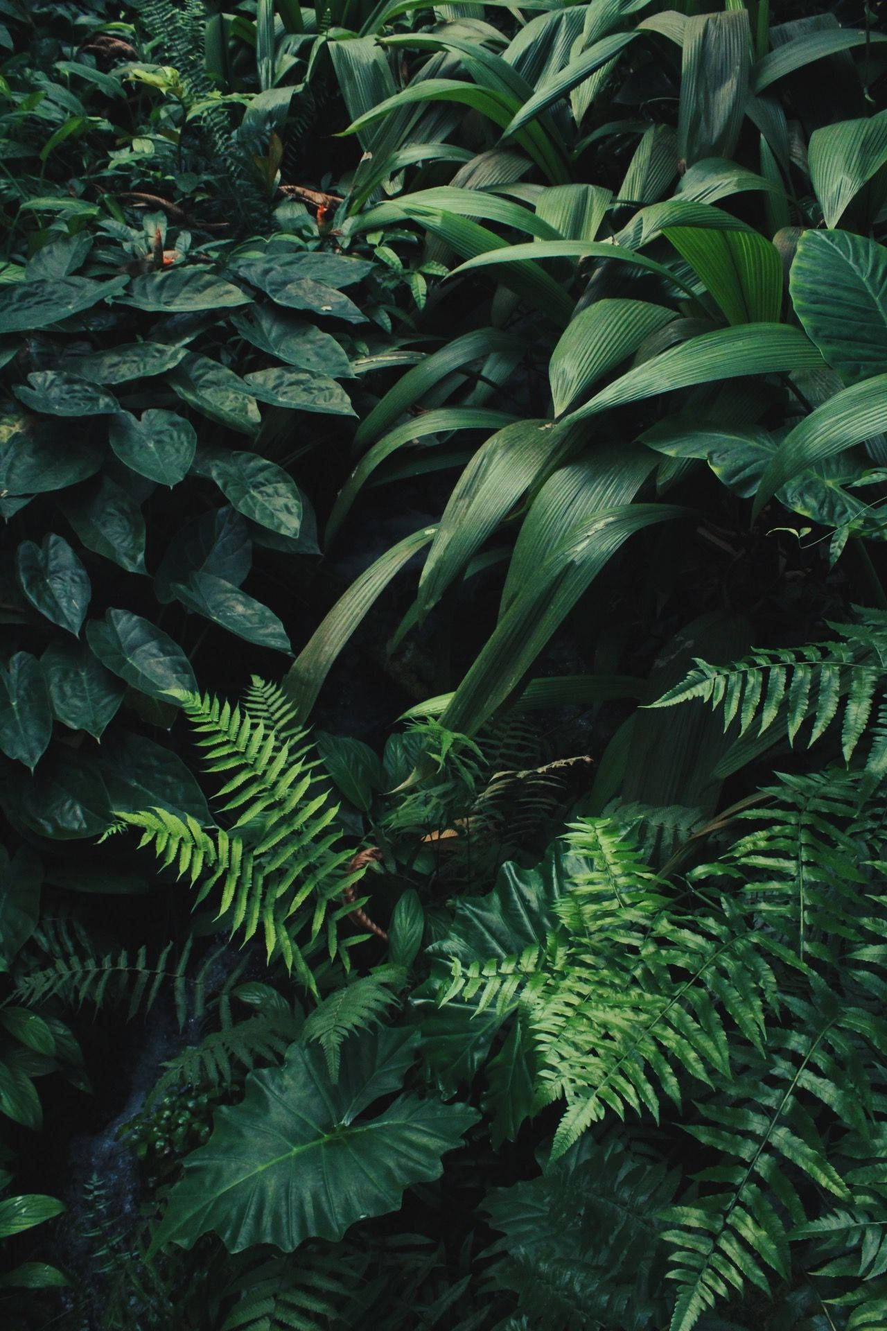 Plants iPhone Background S Wallpaper