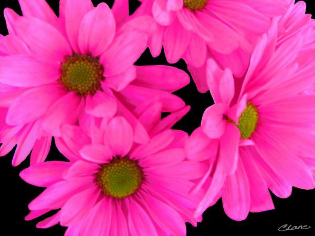 Pink Flower Wallpaper HD For Puter Blue Background
