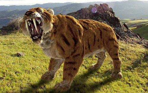 Interesting Saber Tooth Tiger Facts My