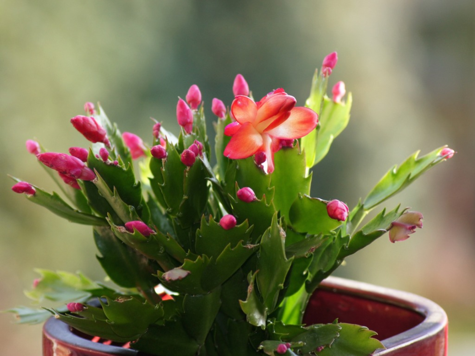 Holiday Cactus Differences Identify Christmas Thanksgiving And