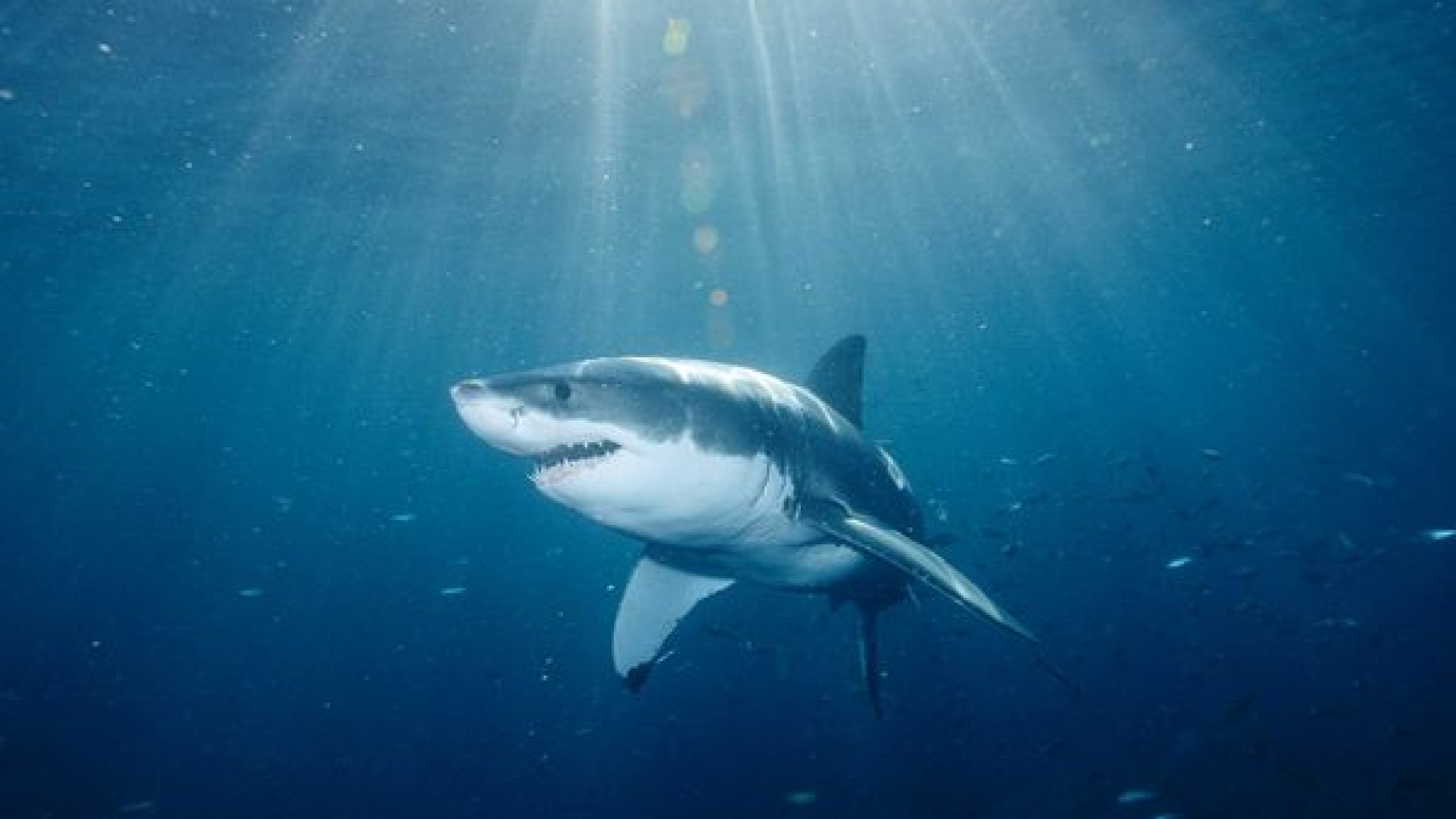 Shark Wallpaper HD Pictures One