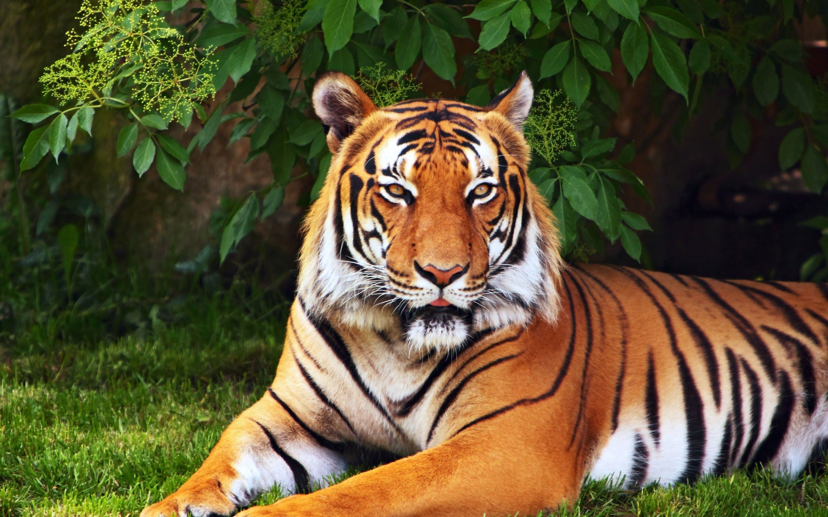 Free download Tigers images Beautiful tiger HD wallpaper and background ...