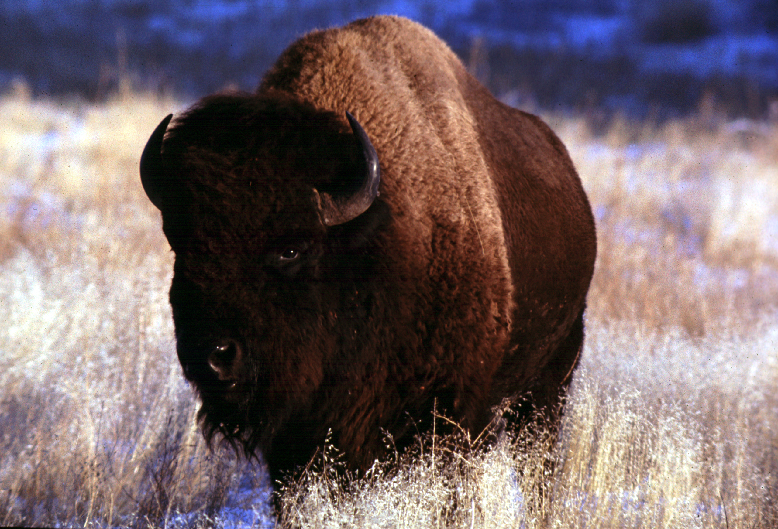 Amazing Bison Wallpaper Full HD Pictures