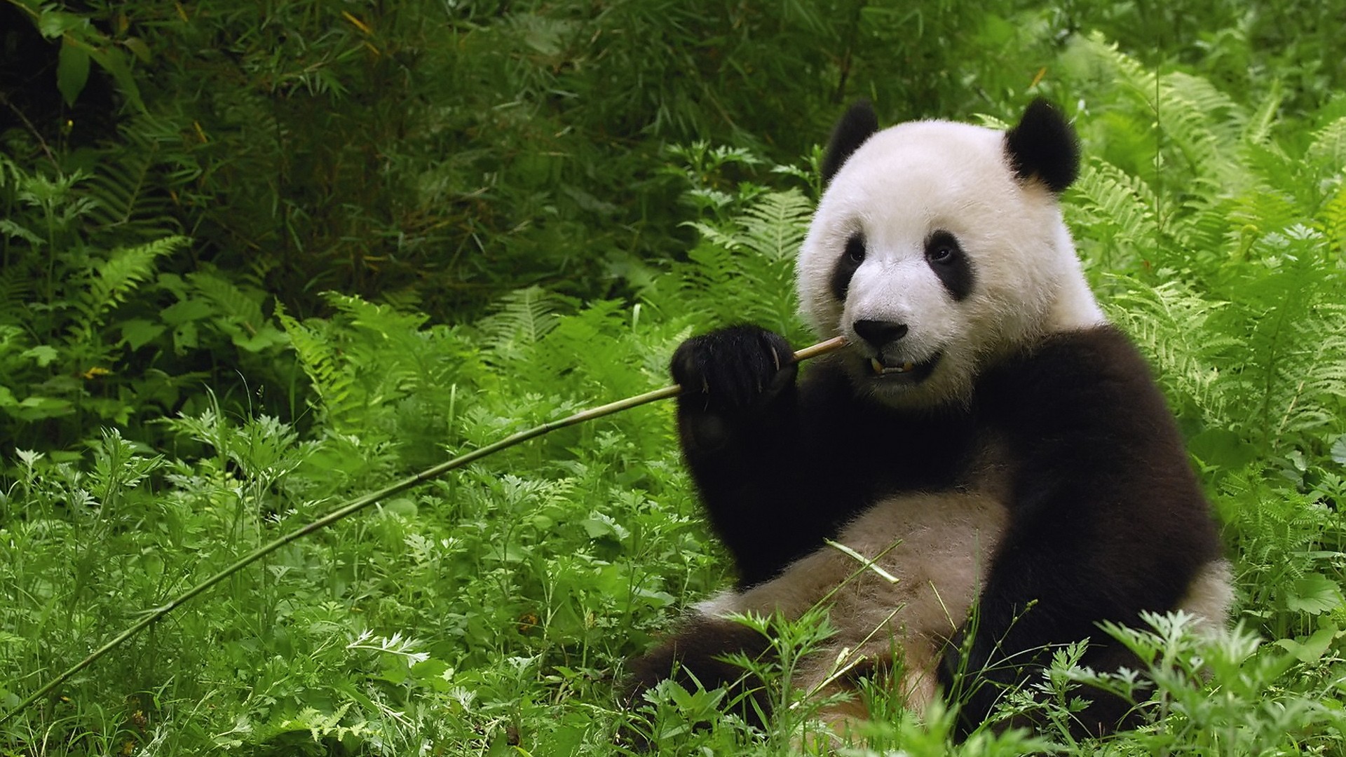 Nature Animals Wallpaper Panda Bears