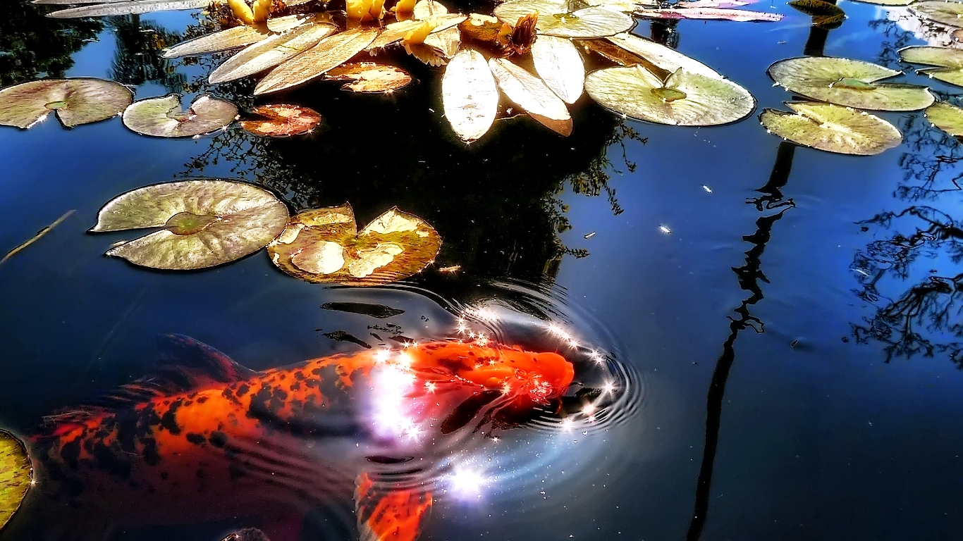 Koi Fish Wallpaper In Purify Water Photos For Desktop