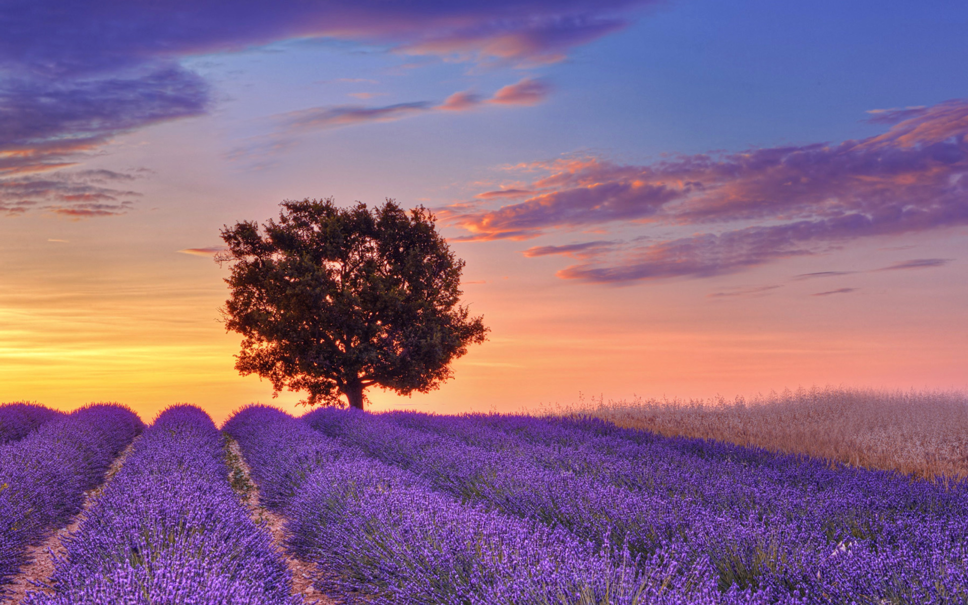 Lavender Fields In Provence Wallpaper For Widescreen