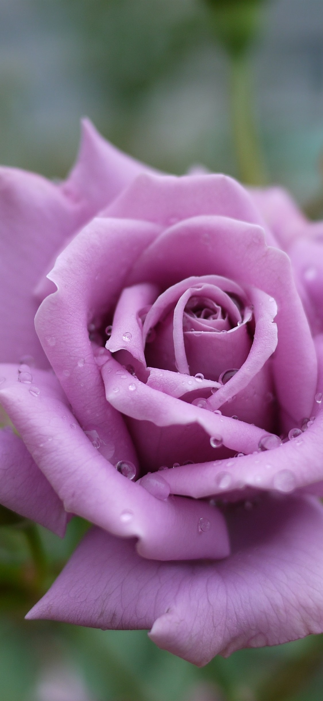 Light Purple Rose Petals Water Droplets iPhone Pro