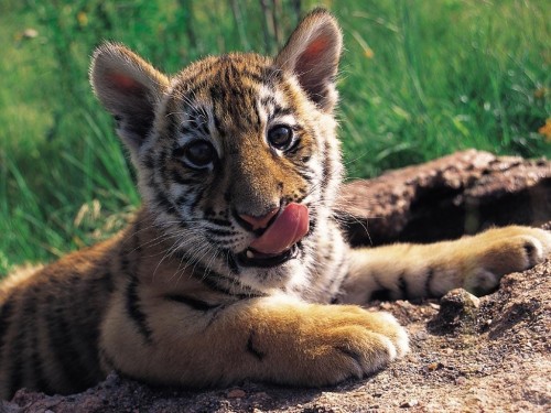 Baby Tiger Screensaver Screensavers   Download Baby Tiger Screensaver 500x375