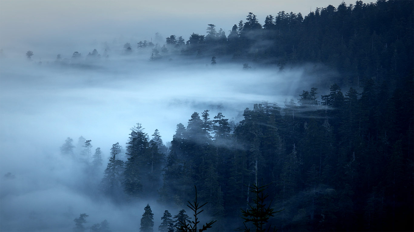 The Redwood National And State Parks Of California Bing Gallery
