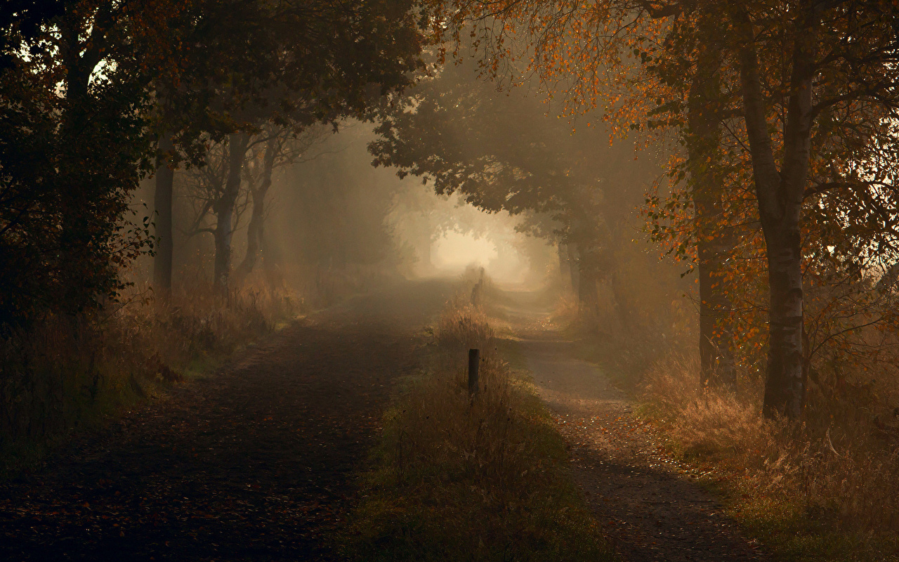 Photo Fog Autumn Nature Roads Trees