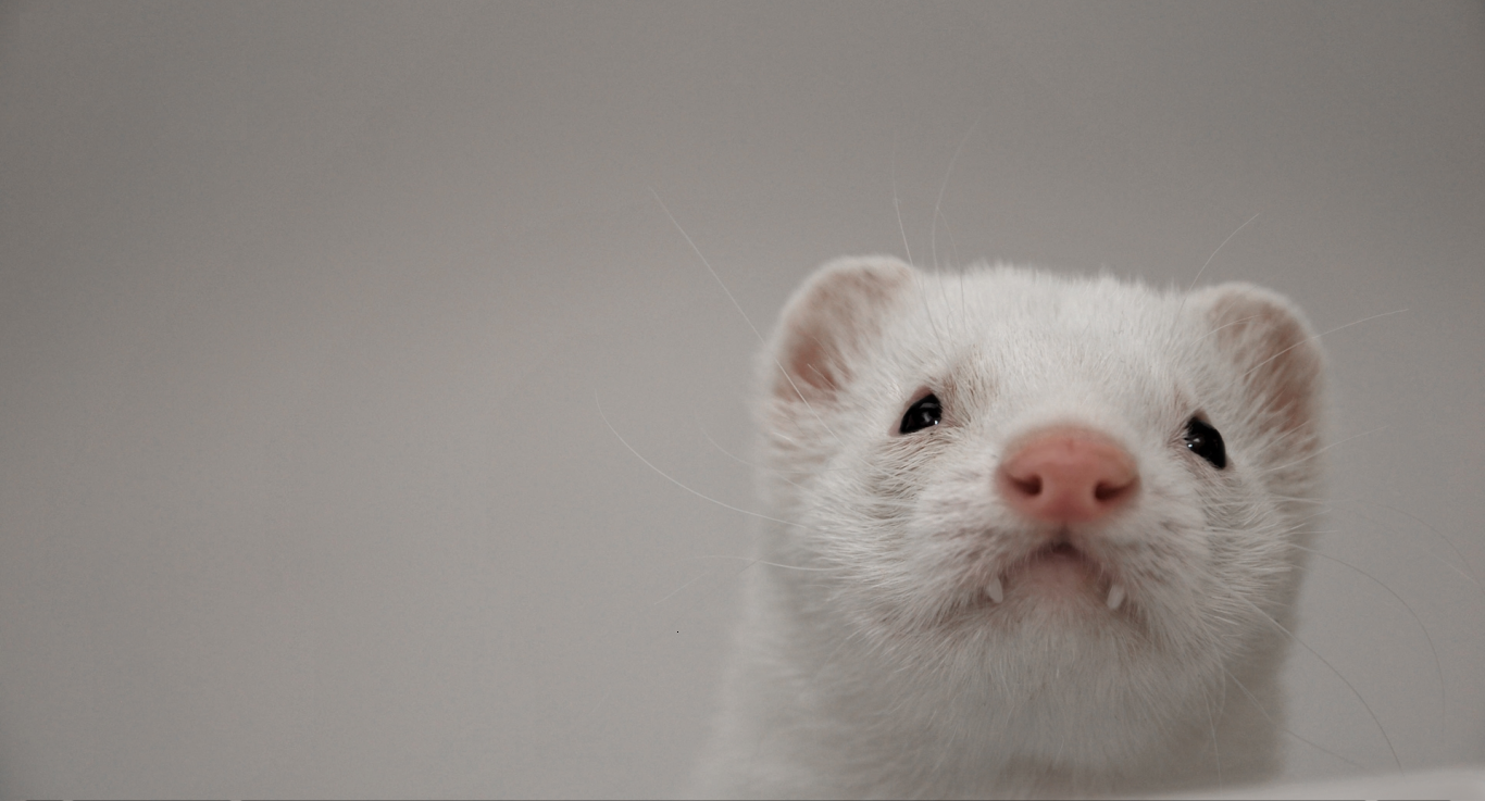 Tiny White Ferret Sitting In Clouds Over A Cloudy Background Ferret Pink  Fur Cotton Candy Clouds Background Image And Wallpaper for Free Download