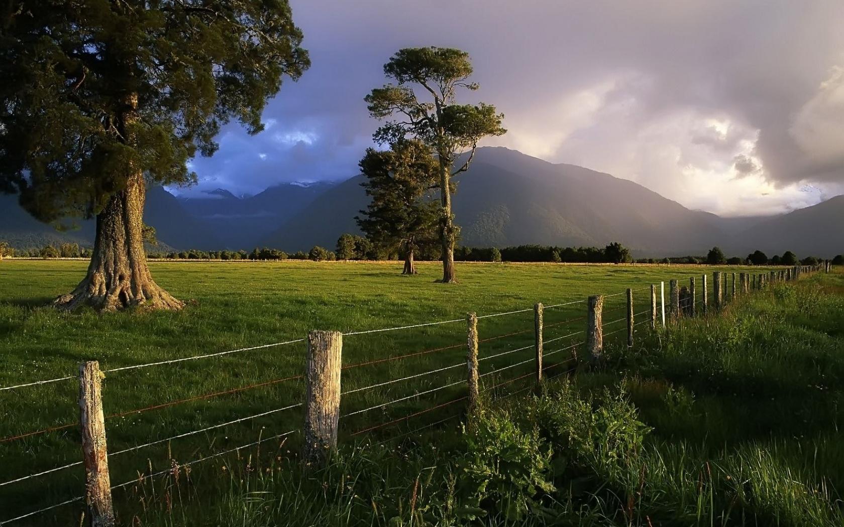 New Zealand Trees Wallpaper Quality Nature Hq
