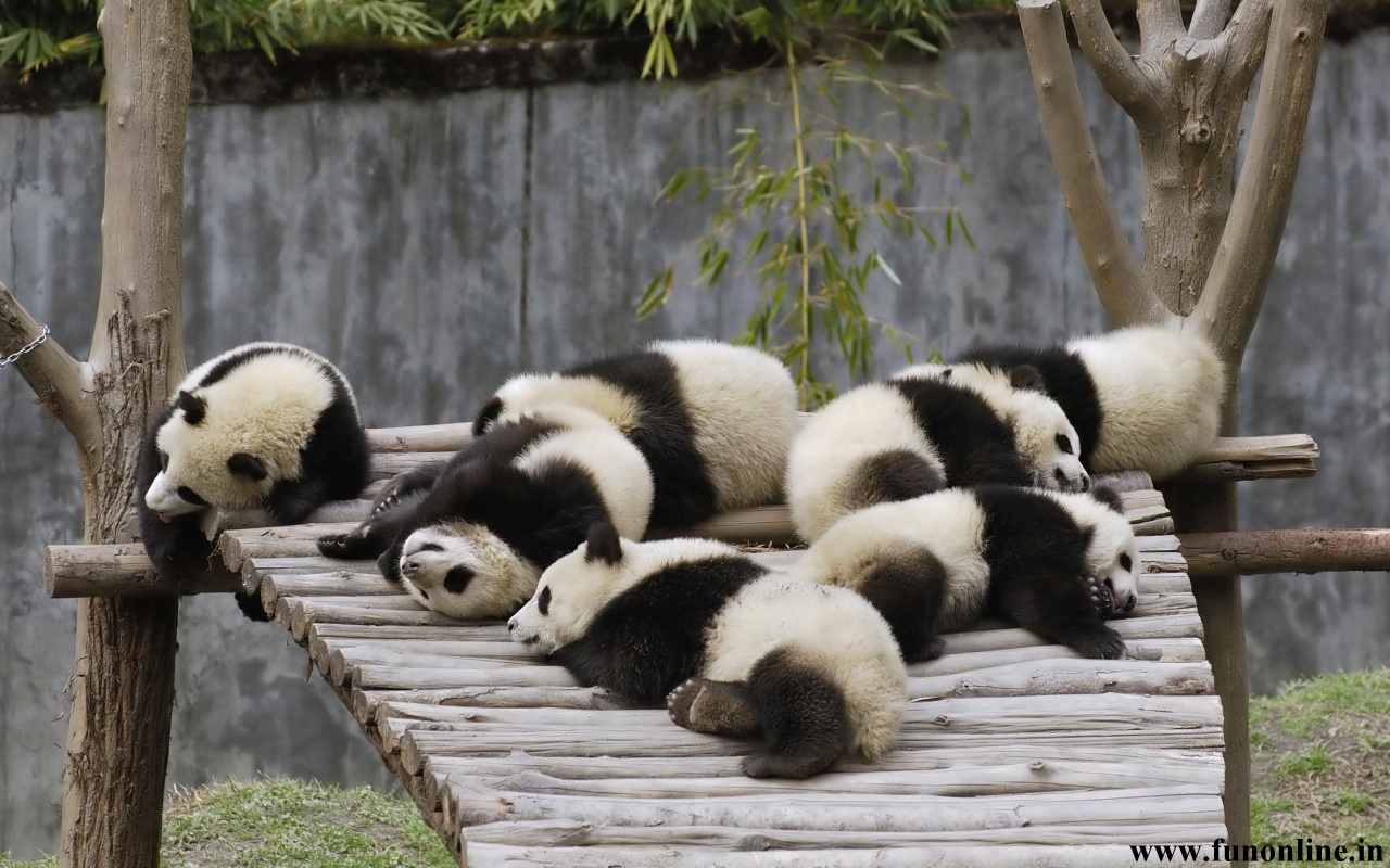 Panda Wallpaper Cute And Funny Pandas HD