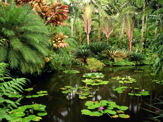 Hawaii Tropical Botanical Gardens And Flowers HD Wallpaper