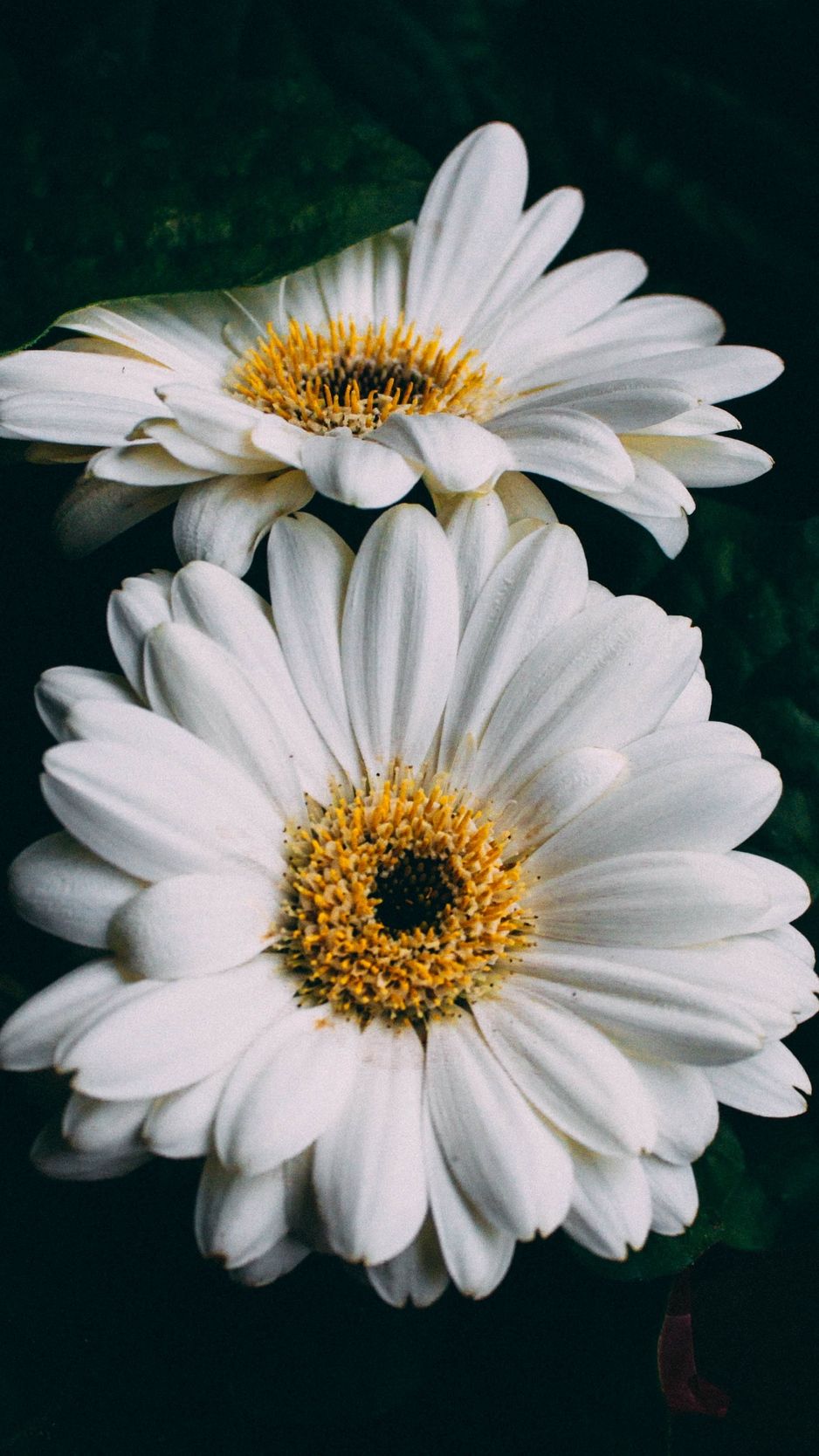 White Flower iPhone Wallpaper On