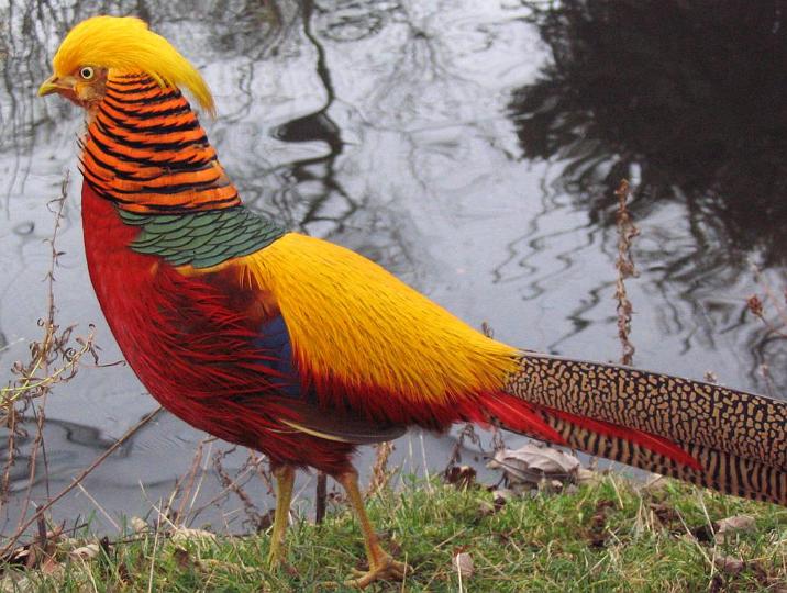 Golden Pheasant Beautiful Bird Basic Facts Pictures